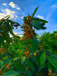 a tree with lots of green leaves and yellow fruits