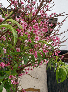 a tree with pink flowers and green leaves is in front of a building