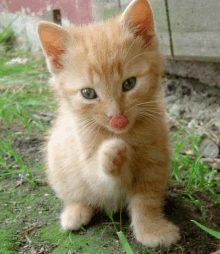 a small orange kitten with its tongue out licking its paw