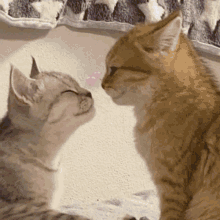 two cats are sniffing each other 's noses and looking at each other .