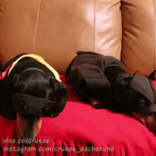 two dachshunds laying on a couch with instagram.com/crusoe_dachshund written on the bottom