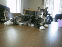 a cat laying on a wooden table with a purple flower in the background