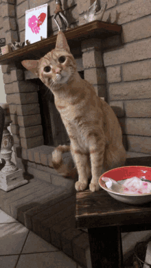 a cat is sitting in front of a fireplace with a heart on the mantle