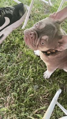 a dog wearing a collar with the letter t on it is looking at the camera