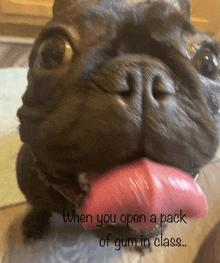 a close up of a dog 's face with the words " when you open a pack of gum in class " below it