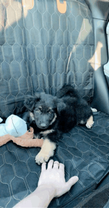 a puppy is laying in the back seat of a car next to a person 's hand