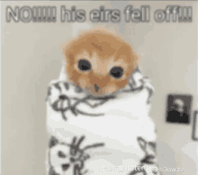 a cat wrapped in a blanket with a caption that says `` no !!! his ears fell off !! ''