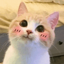 a close up of a cat with a pink blush on its cheeks .