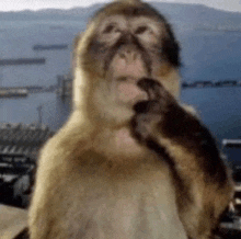 a monkey is standing in front of a body of water and looking at the camera