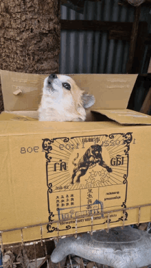 a small dog is sitting in a cardboard box that says gsi on it