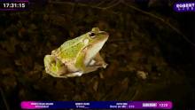 a frog is on a screen with the time 17:31:15