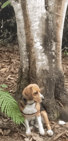 a small brown and white dog is sitting under a tree