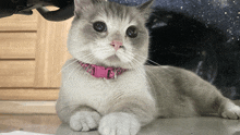 a cat with a pink collar is laying down