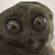 a close up of a monkey 's face with large eyes