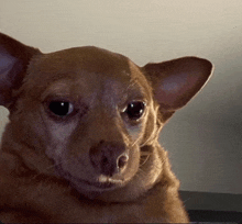 a close up of a brown dog 's face