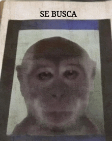 a picture of a monkey with se busca written on the bottom