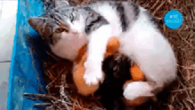 a cat is laying on the ground with eggs in its paws and a blue circle that says ' fox ' on it