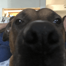 a close up of a dog 's nose with a sign in the background that says " do "