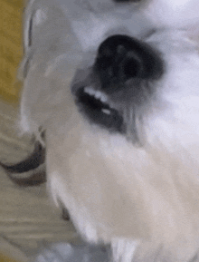 a close up of a small white dog 's face with its mouth open .