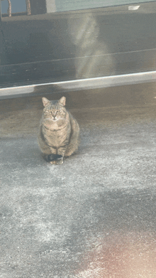 a cat is sitting in front of a car and looking at the camera