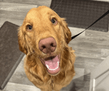 a close up of a brown dog with its mouth open