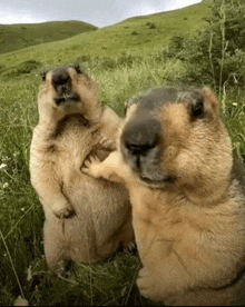 a couple of ground squirrels standing in a grassy field