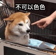 a shiba inu dog is sitting in a cage while a person points at it .