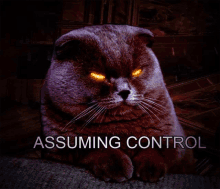 a picture of a cat with orange eyes and the words assuming control below it