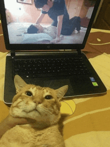 a cat is laying in front of a laptop with a man on it