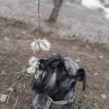 a small dog with a dandelion in its nose