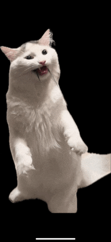 a white cat standing on its hind legs with its mouth open .