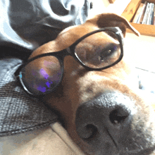 a close up of a dog wearing glasses laying down