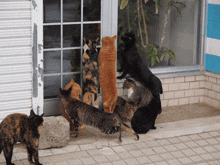 a group of cats standing in front of a window