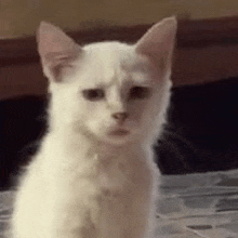 a white cat with a sad look on its face is sitting on a tiled floor .