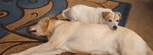 two dogs laying on top of each other on a carpet