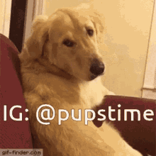 a dog is sitting on a red couch with the words ig @pupstime below it