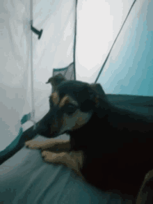 a dog is laying in a tent and looking out