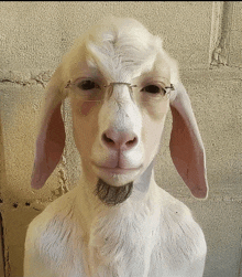 a goat with glasses and a beard looks like a man