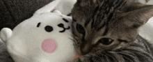 a cat is playing with a stuffed animal .