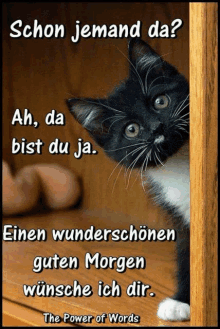 a black and white cat is looking out of a wooden box with a quote in german below it