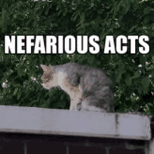 a cat is sitting on top of a ledge with the words nefarious acts written on it .