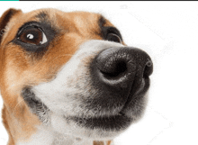 a close up of a brown and white dog 's nose looking up