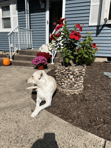 a white dog is laying on the sidewalk in front of a blue house