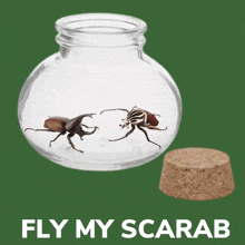 a picture of two beetles in a glass jar with the words fly my scarab below it