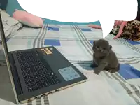 a kitten sits next to a dell laptop