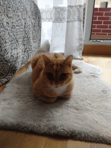 an orange and white cat laying on a white rug in front of a window