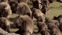 a large group of monkeys are standing in a field .