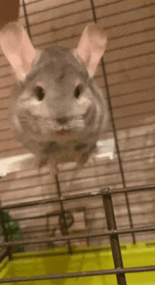 a close up of a chinchilla in a cage looking at the camera .