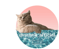 a picture of a cat in a pool with the words summer edition