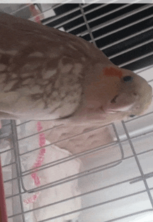 a close up of a bird in a cage with a red ribbon that says " i love you "